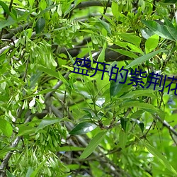 盛开的紫荆花