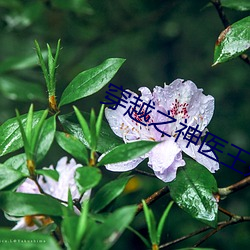 穿越之神医王妃