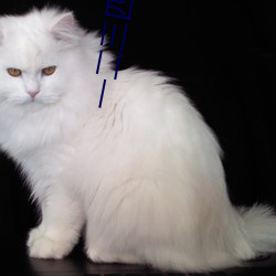 一二三四五视频免费播放