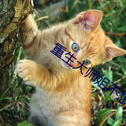 重生大師姐不想努力了