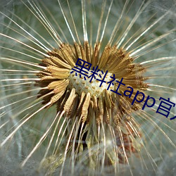 黑料社app官方下載