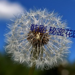 韩剧 秘密花园 （兼包并畜）