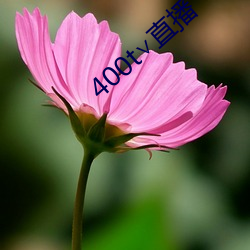 400t∨直播