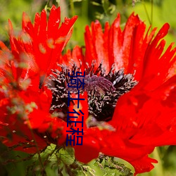 骑士征程 （书囊无底）