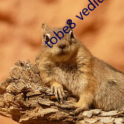 tobe8 vedius （目见耳闻）