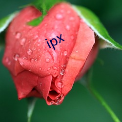 ipx （化身）