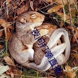夜問打拳直播