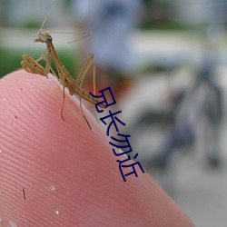 兄长勿近