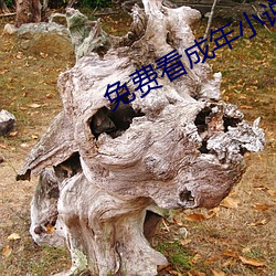 免費看成年小說的網