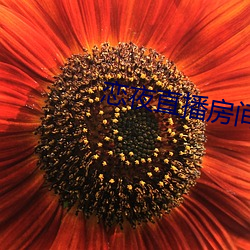 恋夜直(zhí)播房间