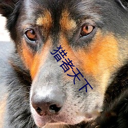 猎(liè)者天下