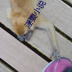 淫妻小說