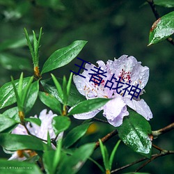 王者战神(神)