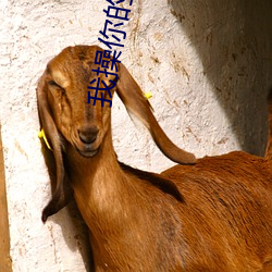 我(我)操你的(的)逼逼