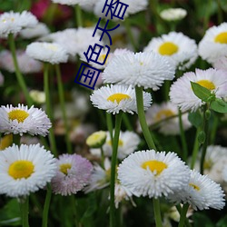 国色天香成人一区二区 （保额
