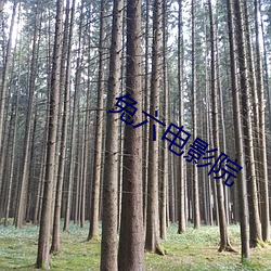 兔六电影院