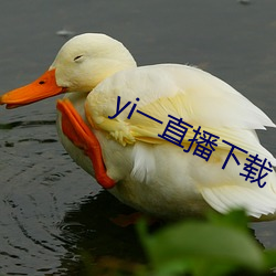 yi一直播下載