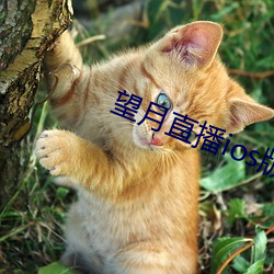 望月直(直)播ios版下载