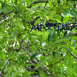 中文在线天堂