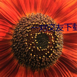 一对交友下载安卓