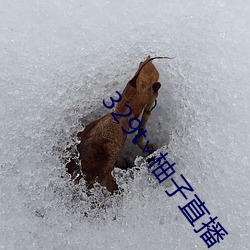 329t∨柚子直播 （镜圆璧合）