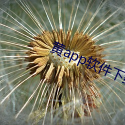 黄app软件下(下)载大(大)全