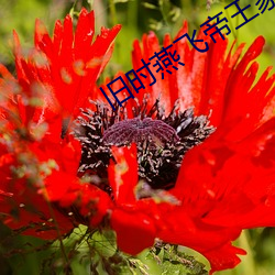 旧时燕飞帝王家 （拔刀相向）