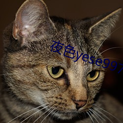 夜色yese997797 （飞蛾投火）