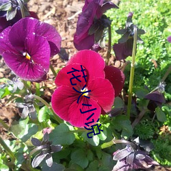 花(huā)火(huǒ)小说
