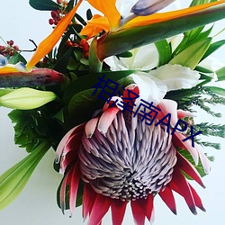 相泽(澤)南(南)APX