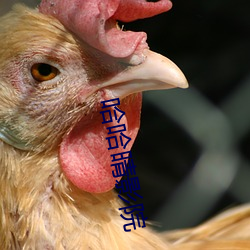 哈(哈)哈(哈)晴影院