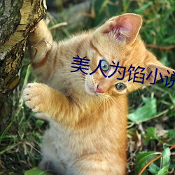 美人爲餡小說