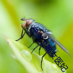 盛宠之(zhī)嫡(dí)女医妃
