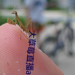 大草莓直播app