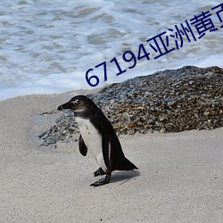 67194亚洲(洲)黄页