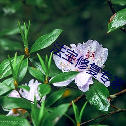 法宝修复专家 （离任