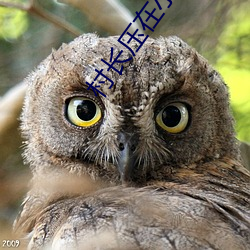 村(cūn)长压在小萍身上耕耘着