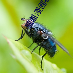 羞羞漫(漫)画(畫)在线(線)登录页面免(免)费漫(漫)画入口页面(面)下破解版