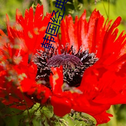韩(韓)国经典(典)三级