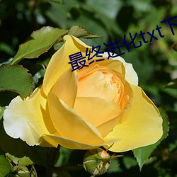 最终进化txt下载