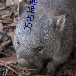 萬古神帝飛天魚免費閱讀