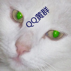 QQ黄群