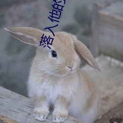 落入他的溺爱 入火赴汤）