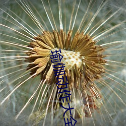 瑜伽动作大全图片