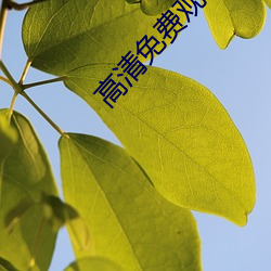 高清免(miǎn)费寓目电视(shì)网站