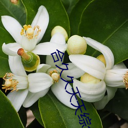 合久(jiǔ)久(jiǔ)天(tiān)天综合绕视看