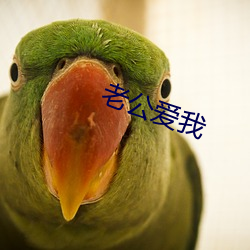 老公爱我