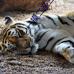 一摸二(èr)亲三插