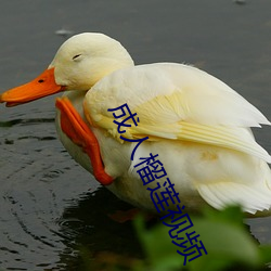 成人榴莲视频