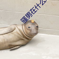 騷男在什麽地方開直播